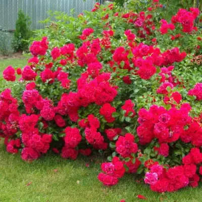 Роза РАДОСТЬ САДОВНИКА (ГАРТЕН ФРОЙДЕ) почвопокровная в Дзержинске