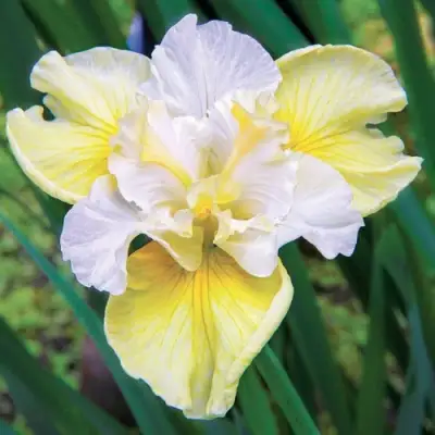 Ирис ЙЕЛЛОУ ТЕЙЛ сибирский в Дзержинске