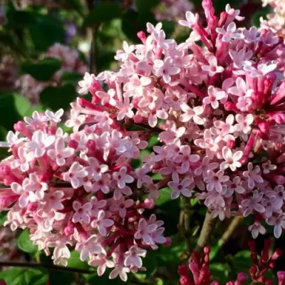 Сирень РЕД ПИКСИ в Дзержинске