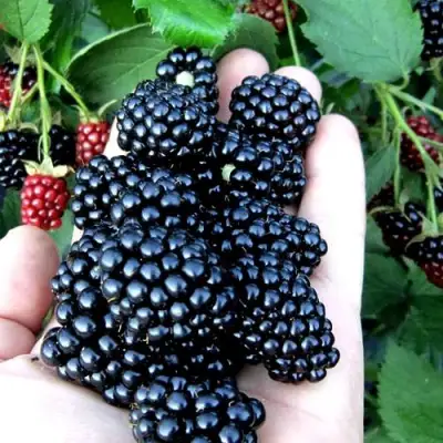 Ежевика ПОЛАР бесшипная  в Дзержинске