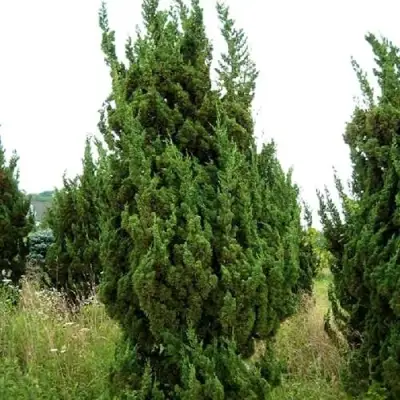 Можжевельник КАЙЗУКА китайский в Дзержинске