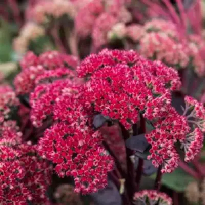 Очиток (седум) РЕД КАУЛИ в Дзержинске