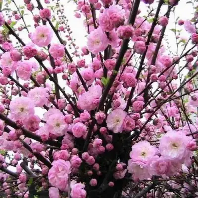 Миндаль ТРЁХЛОПАСТНЫЙ (луизеания) в Дзержинске