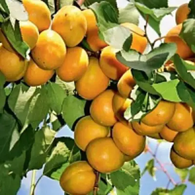 Абрикос БРЯНСКИЙ РАННИЙ в Дзержинске