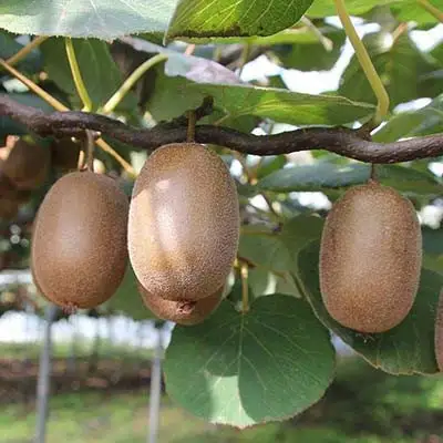 Актинидия ЗАКАРПАТЬЕ киви в Дзержинске