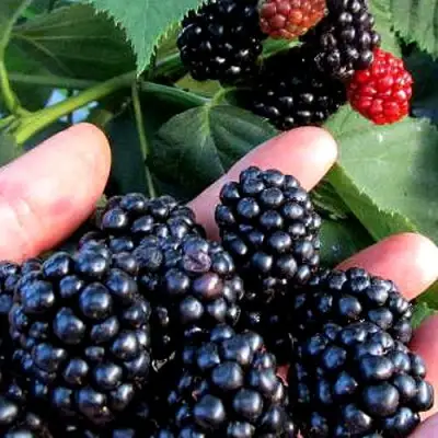 Ежевика ЭВЕРГРИН бесшипная  в Дзержинске