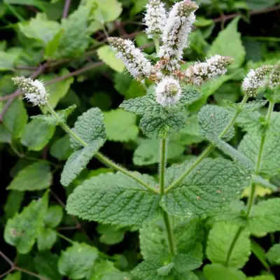 Мята яблочная в Дзержинске