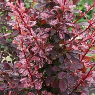 Барбарис РОУЗ ГЛОУ тунберга в Дзержинске