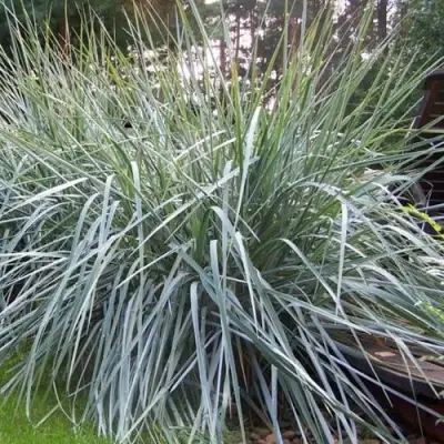 Элимус БЛЮ ДЮН песчаный в Дзержинске