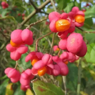 Бересклет ЕВРОПЕЙСКИЙ в Дзержинске