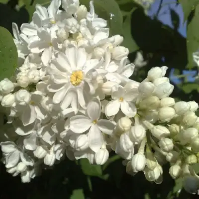Сирень РОЧЕСТЕР в Дзержинске