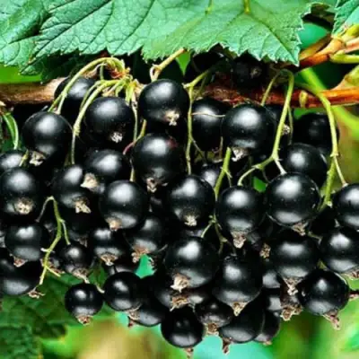 Смородина черная АТЛАНТ в Дзержинске