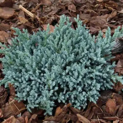 Можжевельник БЛЮ СПАЙДЕР чешуйчатый в Дзержинске