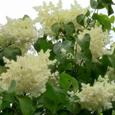 Сирень АМУРСКАЯ в Дзержинске