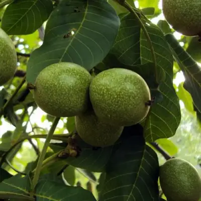 Грецкий орех ПИНСКИЙ в Дзержинске