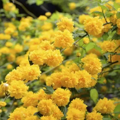 Керрия японская АУРЕОВАРИЕГАТТА в Дзержинске