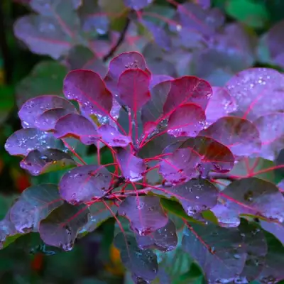 Скумпия ГРЕЙС в Дзержинске