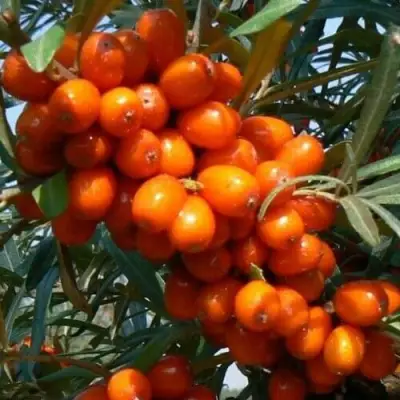 Облепиха ПЛАМЕННАЯ в Дзержинске