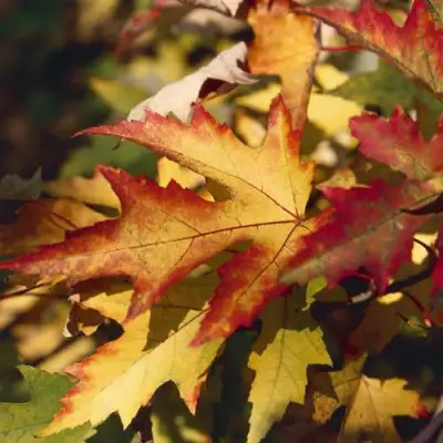 Клен серебристый в Дзержинске
