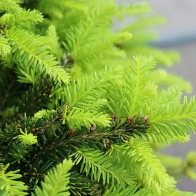 Ель НИДИФОРМИС обыкновенная в Дзержинске