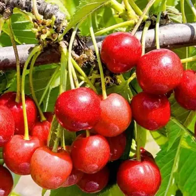 Черешня БЮТТНЕРА КРАСНАЯ в Дзержинске