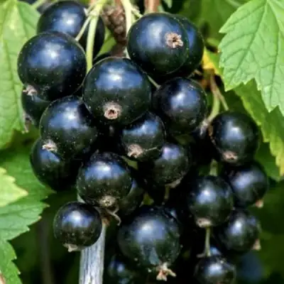 Смородина чёрная СЕЛЕЧЕНСКАЯ в Дзержинске