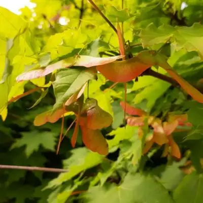 Клен ложноплатановый в Дзержинске