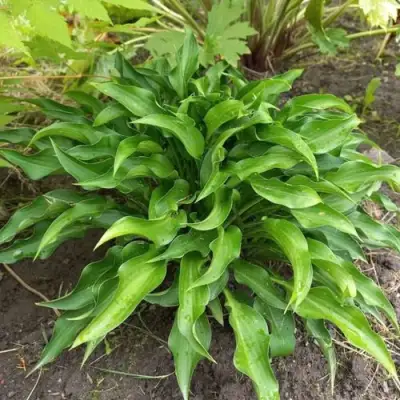 Хоста ГАРРИ ВАН ТРИЕР в Дзержинске