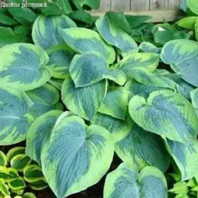 Хоста ТОКУДАМА ФЛАВОЦИРЦИНАЛИС гибридная в Дзержинске