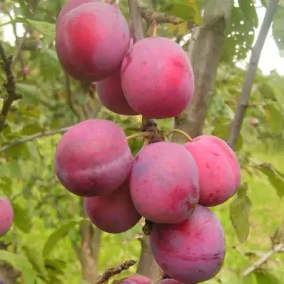 Слива ЭДИНБУРГСКАЯ в Дзержинске