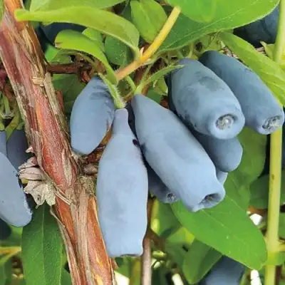 саженцы жимолости Восторг