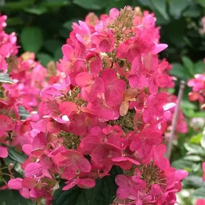 Гортензия МЕГА МИНДИ метельчатая в Дзержинске