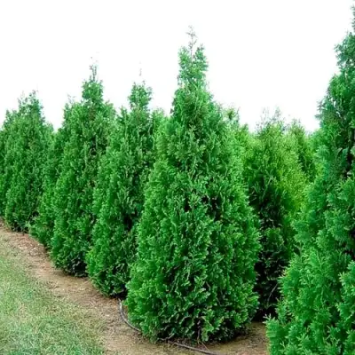 Туя СПИРАЛИС западная в Дзержинске