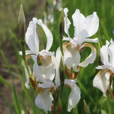 Ирис АЛЬБА сибирский в Дзержинске