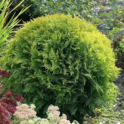 Туя ЕЛЛОУ ГЛОБ западная в Дзержинске