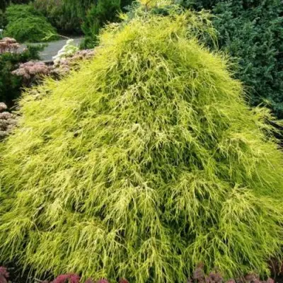 Кипарисовик ФИЛИФЕРА АУРЕА горохоплодный в Дзержинске