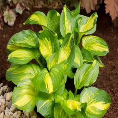 Хоста ЭМЕРАЛЬД ЧАРДЖЕР гибридная в Дзержинске