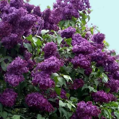 Сирень ИНДИЯ в Дзержинске