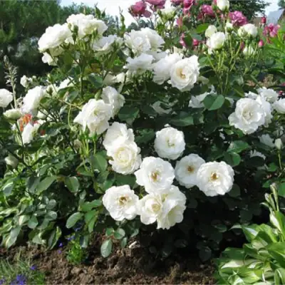 Роза АЛАБАСТЕР флорибунда в Дзержинске