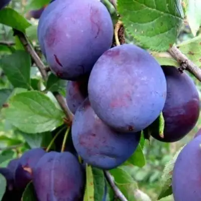 Слива ПЕРДРИГОН в Дзержинске