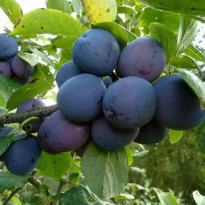 Слива КРОМАНЬ в Дзержинске