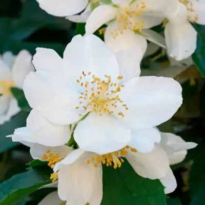 Жасмин ЮСТИНКА в Дзержинске