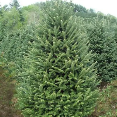 Пихта ФРАЗЕРА в Дзержинске