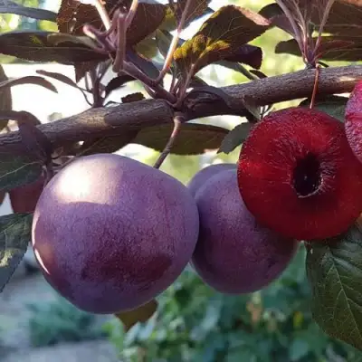 Слива ПАННА в Дзержинске