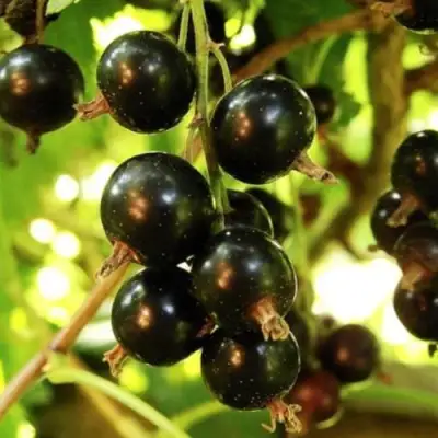 Смородина чёрная НАРА в Дзержинске