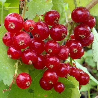 Смородина красная РОНДОМ в Дзержинске