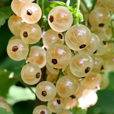 Смородина белая ВИКСНЕ БЕЛАЯ в Дзержинске