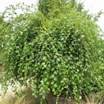 Береза САММЕР КАСКАД черная в Дзержинске