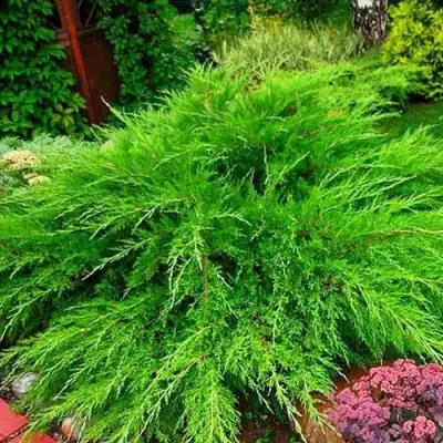 Можжевельник МИНТ ДЖУЛЕП средний в Дзержинске