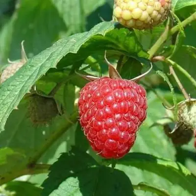Малина КВЕЛЛИ в Дзержинске